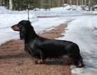 Näyttelytreenit Juurikorvessa ( Matarniementie 47 ). To 1.6.2023 alk. klo18.00. Vetäjänä Elina Muuri ( Kennel Daxwall´s ). Mukaan mahtuu max. 7 koirakkoa. Kerhon jäsenille ilmainen.
Huolehdithan, että koirasi rokotukset ovat kunnossa.
Tervetuloa mukaan !!
Ilmoittautumiset salminen.marika@gmail.com